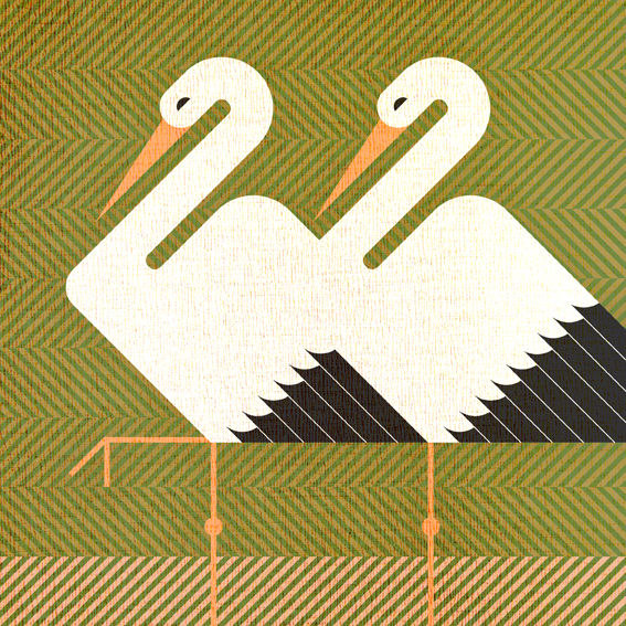 scott partridge - bird illustrations - terra maris - stork