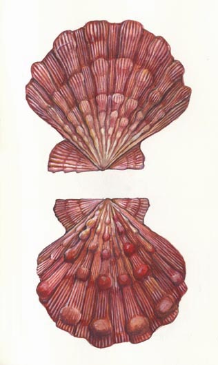 LION'S PAW Lyropecten nodosus