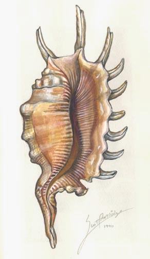 MILLIPEDE CONCH Lambis millepeda