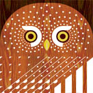 Scott Partridge - Illustration - North American Owls