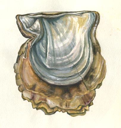 JAPANESE PEARL OYSTER Pinctada martensi