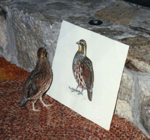 peeper