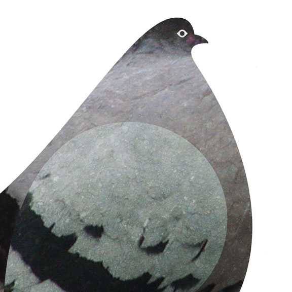 pigeon