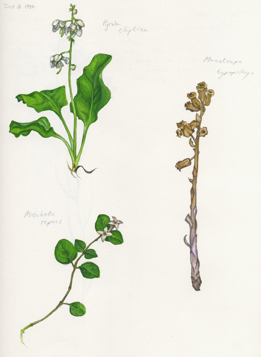 SHINLEAF Pyrola elliptica, PINESAP Monotropa hypopithys, PARTRIDGEBERRY Mitchella repens