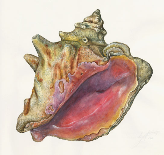 PINK CONCH Strombus gigas