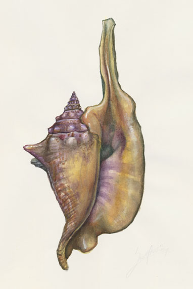 ROOSTER CONCH Strombus gallus