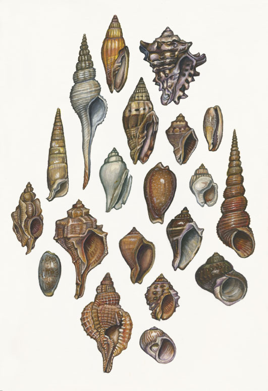 shells